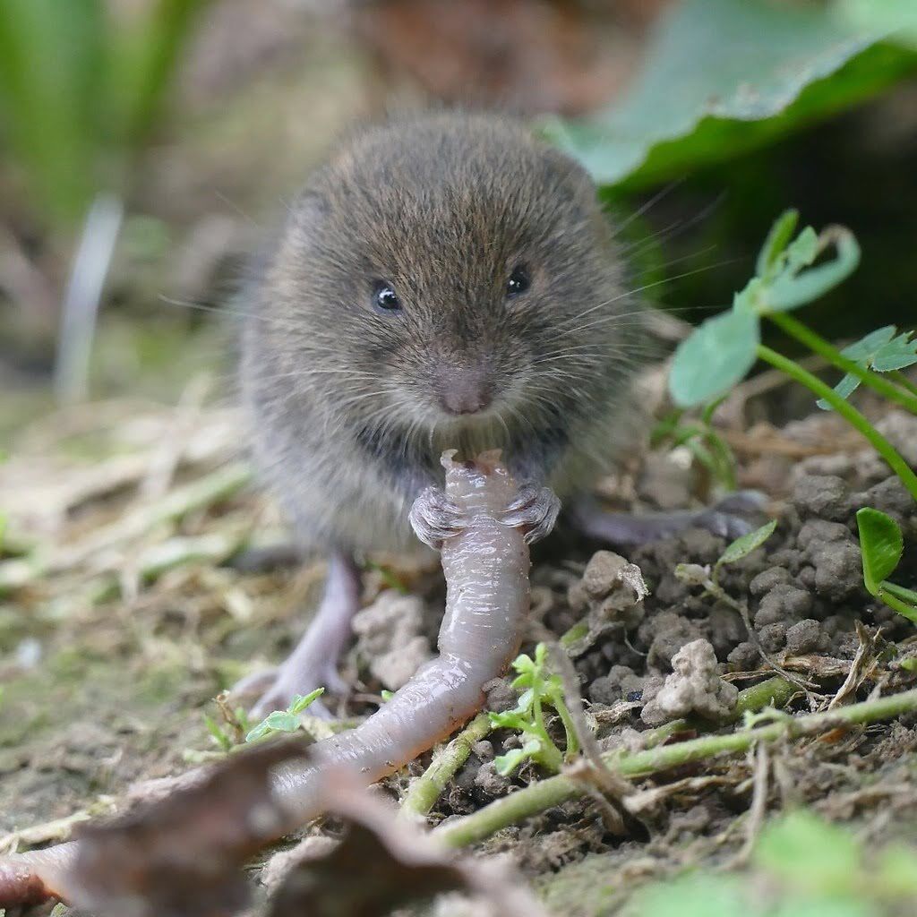 Vole Image